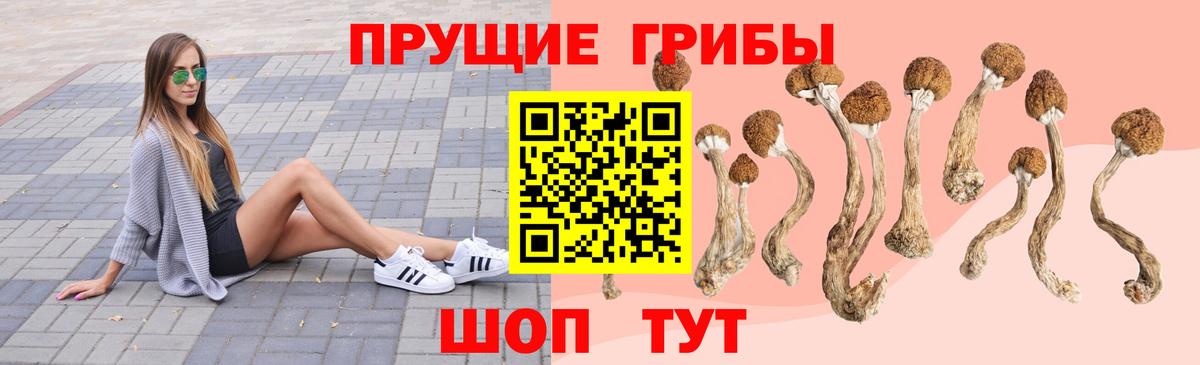 Псилоцибиновые грибы Cubensis  Вход с VPN  Зерноград 